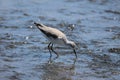 Marsh Sandpiper Royalty Free Stock Photo