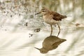 Marsh Sandpiper Royalty Free Stock Photo