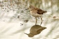 Marsh Sandpiper