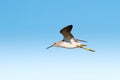 Marsh Sandpiper in flight (Tringa stagnatilis)