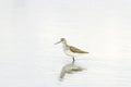 Marsh Sandpiper (Tringa stagnatilis)