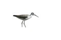 Marsh sandpiper, Tringa stagnatilis