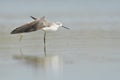 Marsh sandpiper Tringa stagnatilis