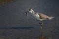 Marsh Sandpiper - Tringa stagnatilis