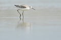 Marsh sandpiper Tringa stagnatilis