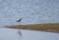 Marsh sandpiper Tringa stagnatilis standing at the shore of Wetland