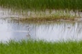 Marsh Sandpiper Tringa stagnatilis wading on water