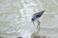 Marsh Sandpiper (Tringa stagnatilis)