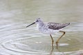 Marsh Sandpiper (Tringa stagnatilis)