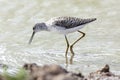 Marsh Sandpiper (Tringa stagnatilis)