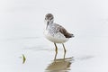 Marsh Sandpiper (Tringa stagnatilis)