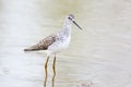 Marsh Sandpiper (Tringa stagnatilis)