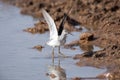 Marsh Sandpiper (Tringa stagnatilis)