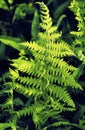 Marsh Shield Fern   41083 Royalty Free Stock Photo