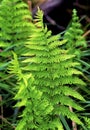 Marsh Shield Fern   33262 Royalty Free Stock Photo