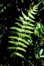 Marsh Shield Fern   33903 Royalty Free Stock Photo