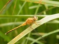 A Marsh Skimmer dragonfly living in Sri Lanka