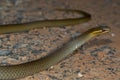 Marsh snake (Hemiaspis signata) Royalty Free Stock Photo