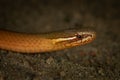 Marsh snake (Hemiaspis signata) Royalty Free Stock Photo