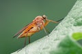 Marsh Snipefly Royalty Free Stock Photo