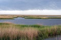 In the marsh in South louisiana. Royalty Free Stock Photo