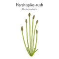 Marsh spike-rush Eleocharis palustris , wetland plant Royalty Free Stock Photo