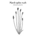 Marsh spike-rush Eleocharis palustris , wetland plant Royalty Free Stock Photo