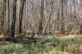 Marsh in spring forest Royalty Free Stock Photo