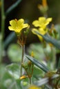 Marsh St Johnâs-wort Hypericum elodes, bright yellow flowers