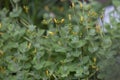 Marsh St Johnâs-wort Hypericum elodes, budding yellow flowers