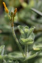 Marsh St Johnâs-wort Hypericum elodes, budding yellow flower