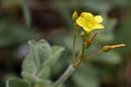 Marsh St Johnâs-wort Hypericum elodes, with a yellow flower