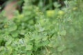 Marsh St Johnâs-wort Hypericum elodes, young shoots