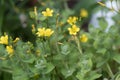 Marsh St Johnâs-wort Hypericum elodes, yellow flowers