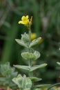 Marsh St Johnâs-wort Hypericum elodes, a yellow flower