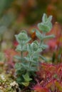 Marsh St Johnâs-wort Hypericum elodes, young shoots