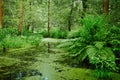 Marsh and swamp - landscape