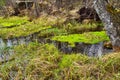 Marsh in taiga - wild Siberian forest