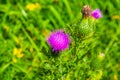 Marsh thistle with the flowers in closeup, common wild plant specie from Eurasia