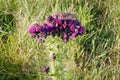 Marsh Thistle wildflower in full bloom Royalty Free Stock Photo