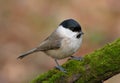 Marsh Tit