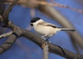 Marsh tit Royalty Free Stock Photo