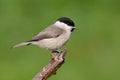 Marsh Tit Royalty Free Stock Photo