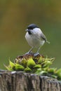 Marsh tit Royalty Free Stock Photo