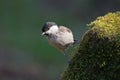 Marsh Tit Royalty Free Stock Photo