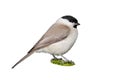 Marsh tit bird isolated Royalty Free Stock Photo