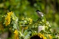 Marsh tit bird on sunflower Royalty Free Stock Photo