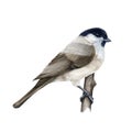 Marsh tit bird. Watercolor illustration. Hand drawn realistic poecile palustris on white background. Small cute