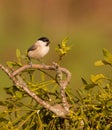 Marsh Tit on Mistletoe Royalty Free Stock Photo