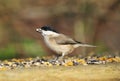 Marsh Tit - Parus palustris